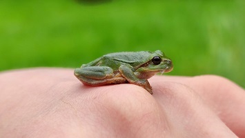 Laubfrosch als Analogie für eine Spinne auf der Hand